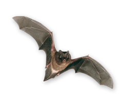 Barbastelle